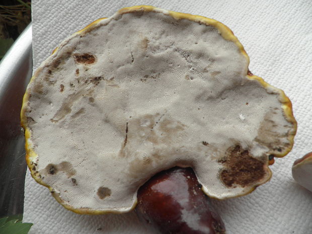 lesklokôrovka obyčajná Ganoderma lucidum (Curtis) P. Karst.