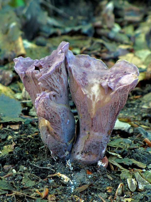 lievikovec kyjakovitý Gomphus clavatus (Pers.) Gray