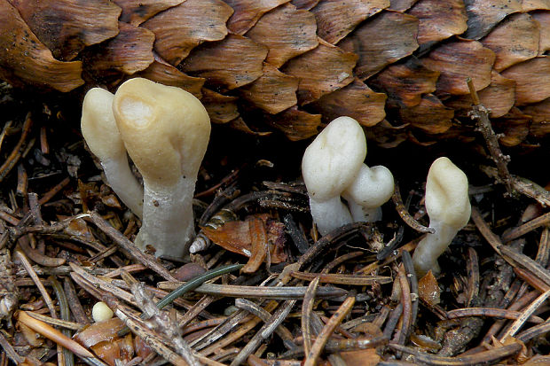 kyjovec tmavnúci Hypocrea leucopus  (P. Karst.) H.L.Cham Jaklitsch