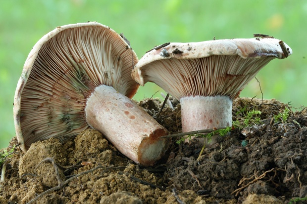 rýdzik krvavý Lactarius sanguifluus (Paulet) Fr.