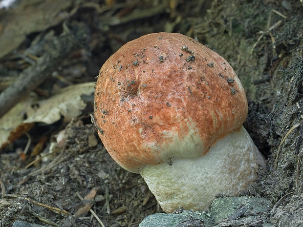 kozák dubový Leccinum aurantiacum (Bull.) Gray