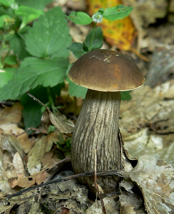 kozák hrabový Leccinum pseudoscabrum (Kallenb.) Šutara