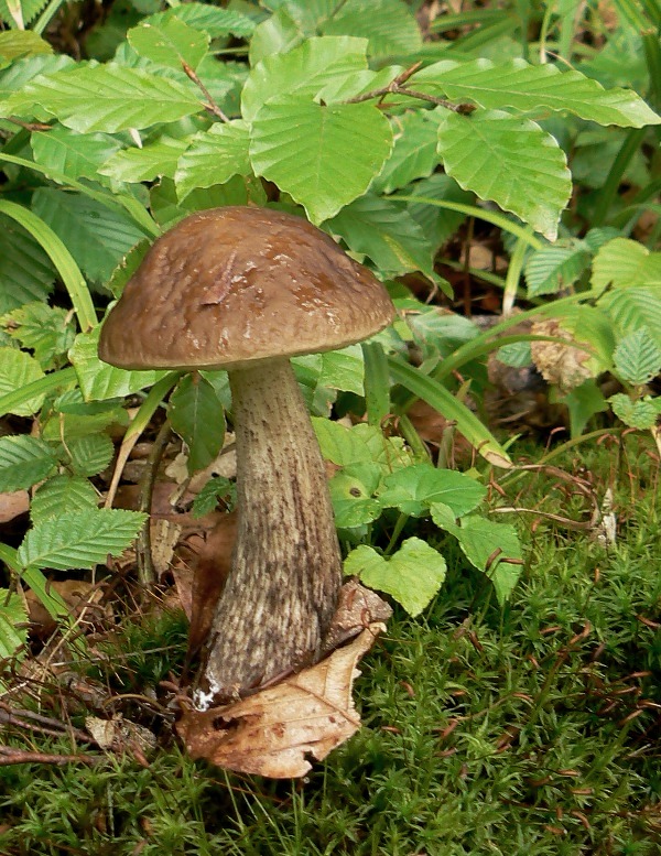 kozák hrabový Leccinum pseudoscabrum (Kallenb.) Šutara