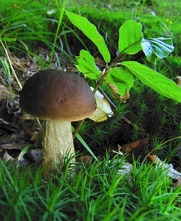 kozák hrabový Leccinum pseudoscabrum (Kallenb.) Šutara