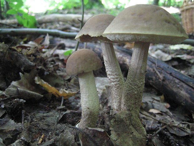 kozák hrabový Leccinum pseudoscabrum (Kallenb.) Šutara