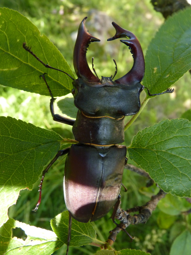 roháč obyčajný Lucanus cervus