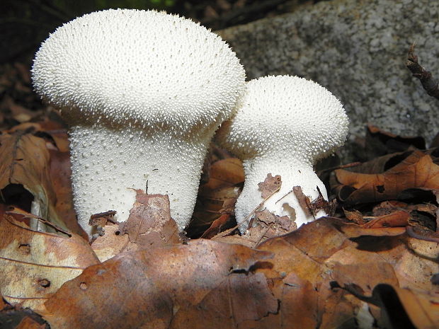 prášnica bradavičnatá Lycoperdon perlatum Pers.