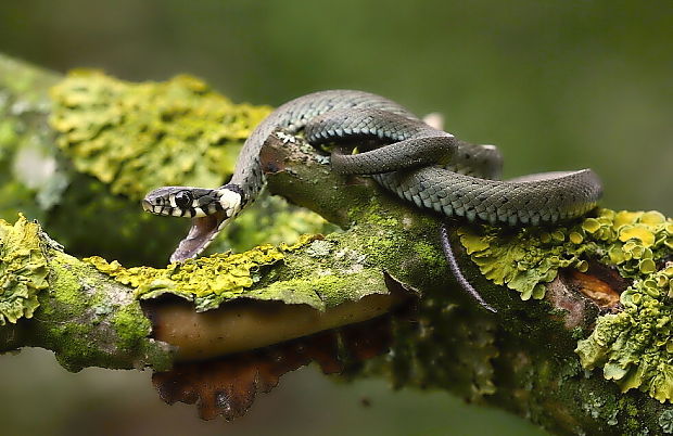 užovka obojková Natrix natrix