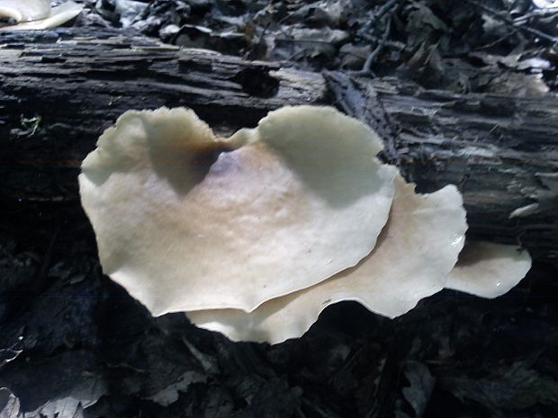 hliva buková Pleurotus pulmonarius (Fr.) Quél.