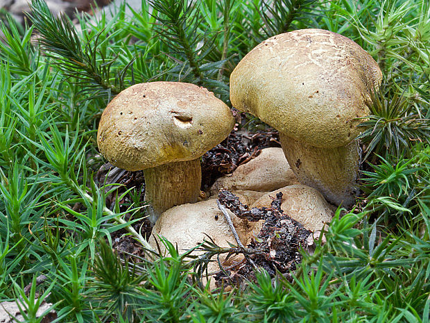 suchohríb cudzopasný Pseudoboletus parasiticus (Bull.) Šutara