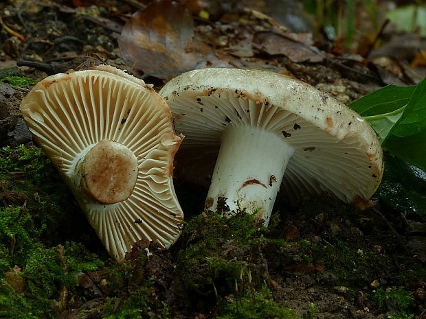 plávka černejúca Russula nigricans Fr.