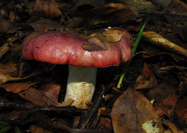 plávka Russula sp.