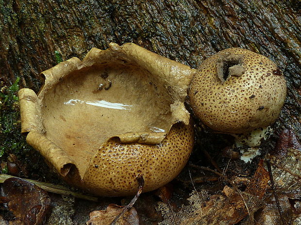 pestrec prášnicovitý Scleroderma areolatum Ehrenb.