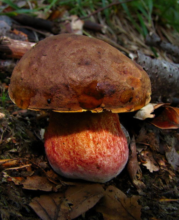 hríb zrnitohlúbikový Sutorius luridiformis (Rostk.) G. Wu & Zhu L. Yang