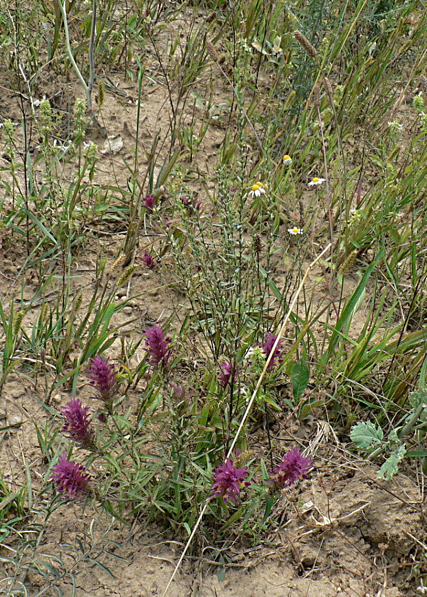 vrabcovník obyčajný Thymelaea passerina (L.) Coss. et Germ.