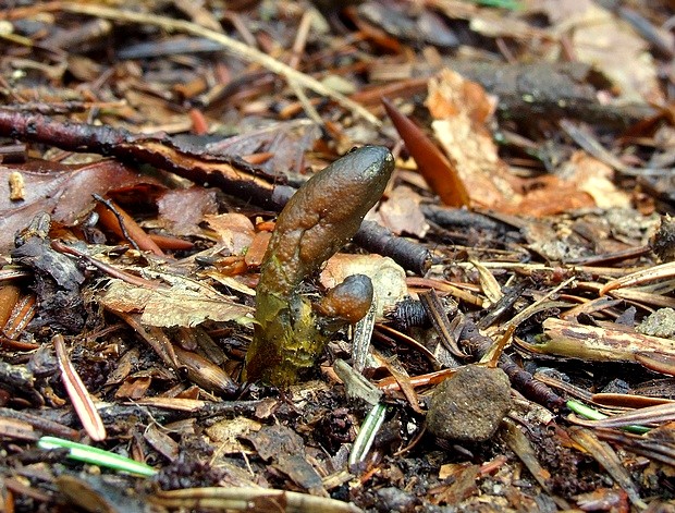 žezlovka srnková Tolypocladium ophioglossoides (J.F. Gmel.) Quandt, Kepler & Spatafora