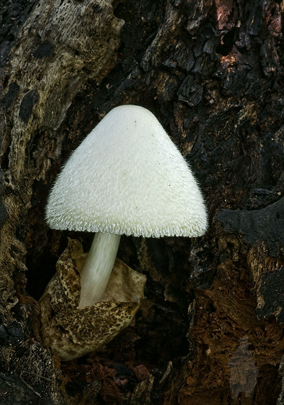 pošvovec stromový Volvariella bombycina (Schaeff.) Singer