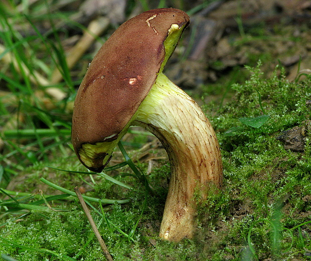 suchohríb červenohnedý Xerocomus ferrugineus (Kuntze) Singer