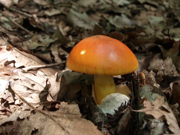 muchotrávka cisárska  (Amanita caesarea (Scop.ex fr.) Grev.)