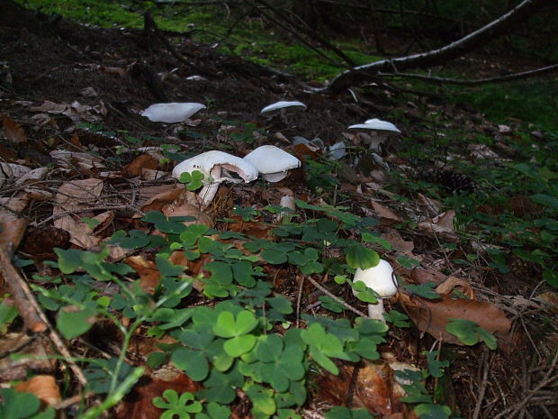 pečiarka Agaricus sp.