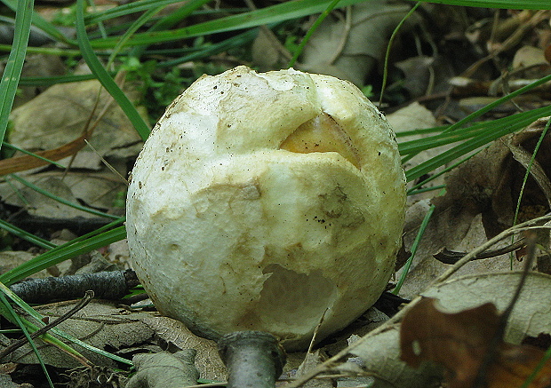 muchotrávka cisárska Amanita caesarea (Scop.) Pers.