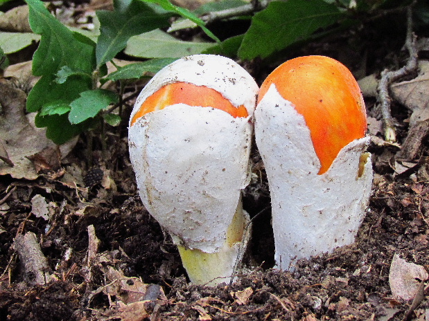 muchotrávka cisárska Amanita caesarea (Scop.) Pers.