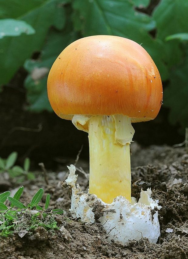 muchotrávka cisárska Amanita caesarea (Scop.) Pers.