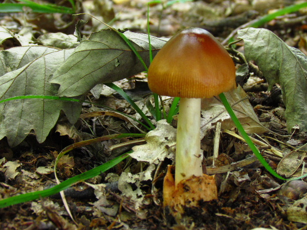 muchotrávka plavohnedá Amanita fulva Fr.