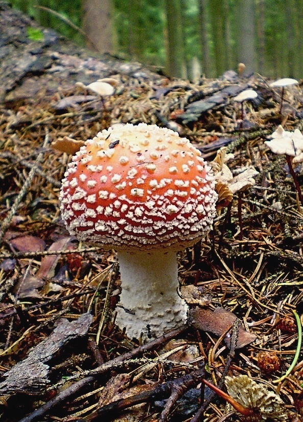 muchotrávka červená Amanita muscaria (L.) Lam.