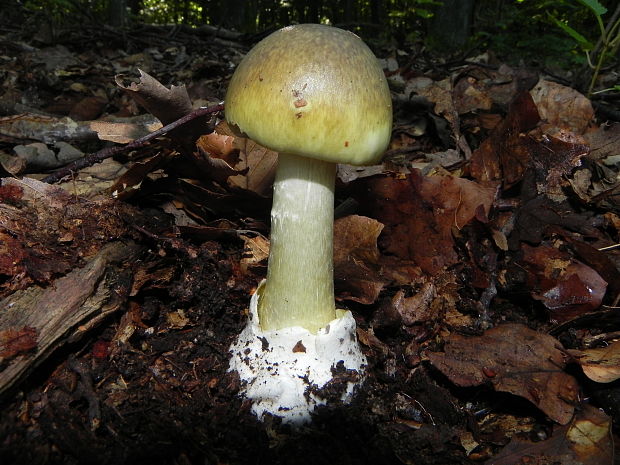 muchotrávka zelená Amanita phalloides (Vaill. ex Fr.) Link