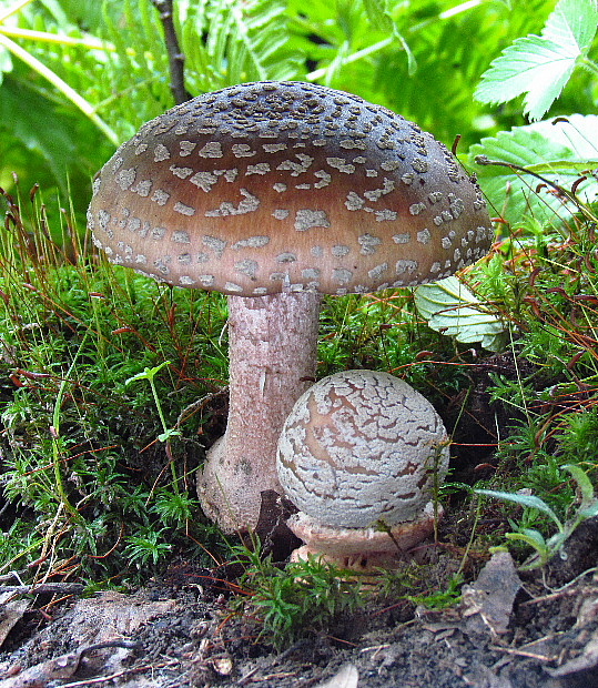 muchotrávka červenkastá Amanita rubescens Pers.