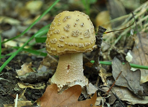 muchotrávka červenkastá Amanita rubescens Pers.