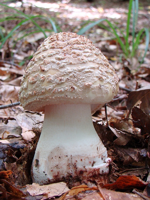 muchotrávka červenkastá Amanita rubescens Pers.