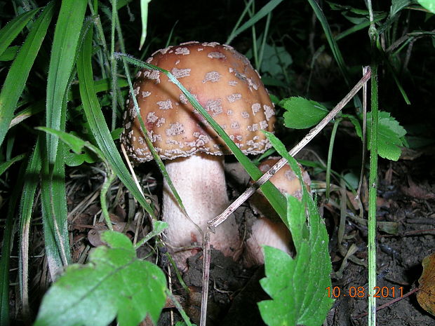 muchotrávka červenkastá Amanita rubescens Pers.