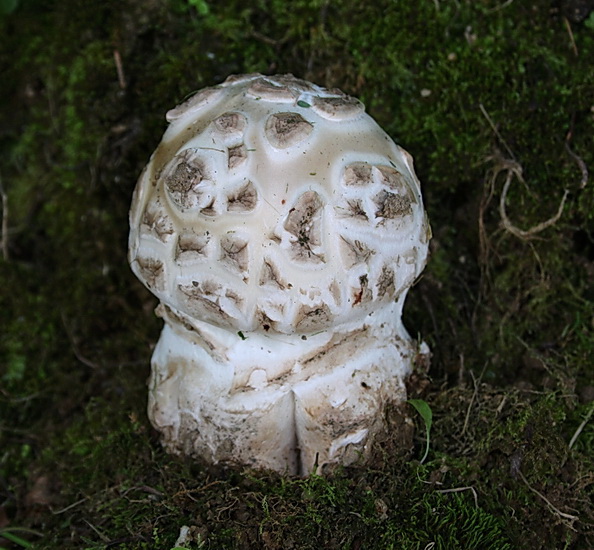 muchotrávka šiškovitá Amanita strobiliformis Gonn. & Rabenh.