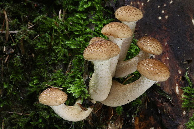 podpňovka tmavá Armillaria ostoyae (Romagn.) Herink