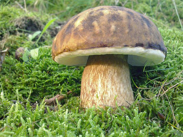 hríb bronzový Boletus aereus Bull. ex Fr.