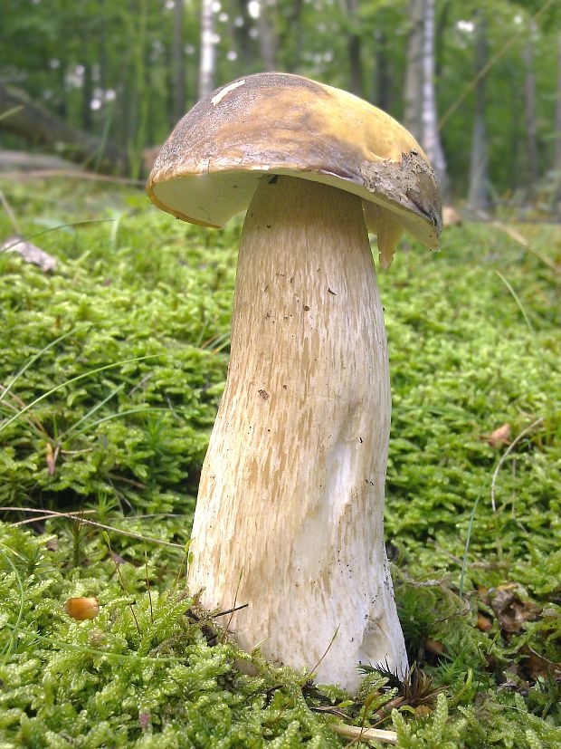 hríb bronzový Boletus aereus Bull. ex Fr.