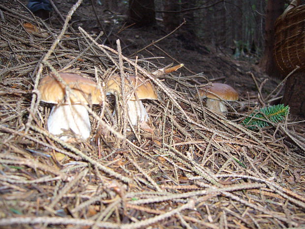 hríb smrekový Boletus edulis Bull.