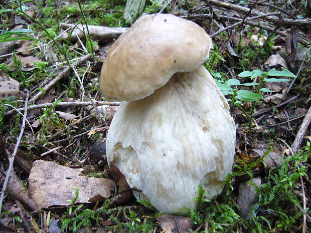 hríb smrekový Boletus edulis Bull.