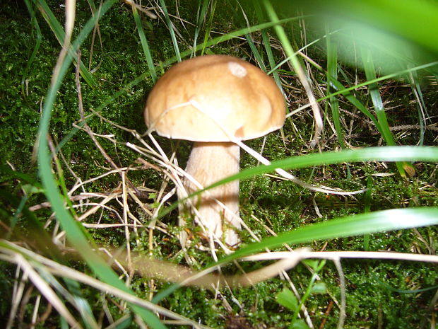 hríb smrekový Boletus edulis Bull.