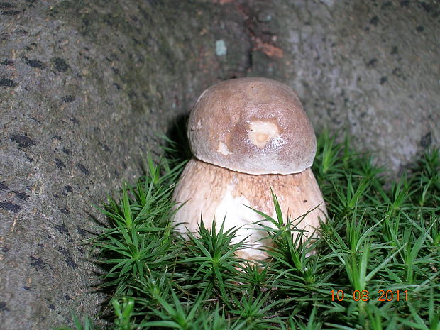 hríb dubový Boletus reticulatus Schaeff.