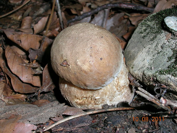 hríb dubový Boletus reticulatus Schaeff.