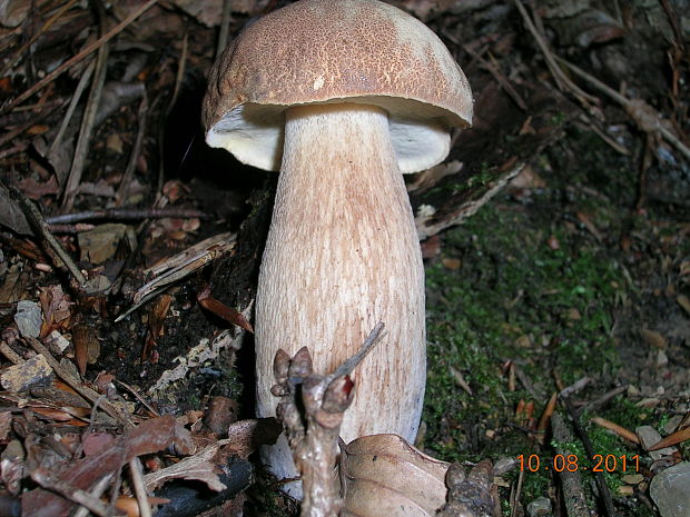 hríb dubový Boletus reticulatus Schaeff.