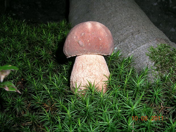 hríb dubový Boletus reticulatus Schaeff.