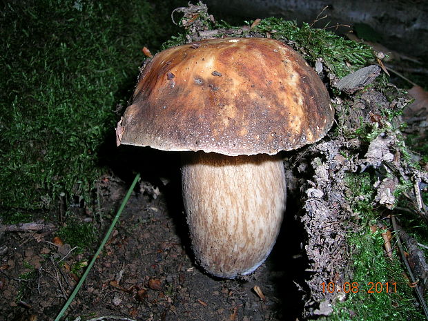 hríb bronzový Boletus reticulatus Schaeff.