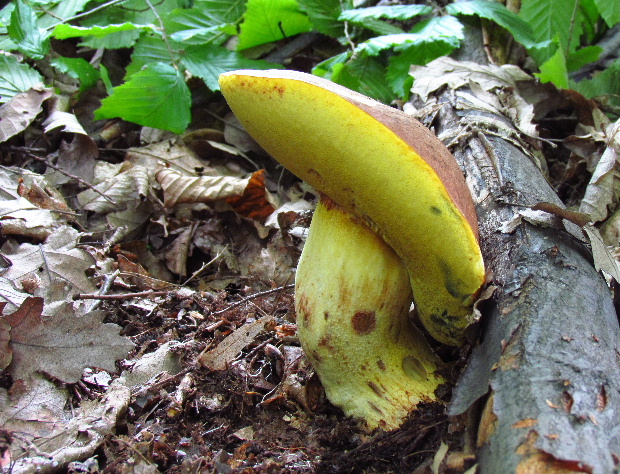 hríb príveskatý Butyriboletus appendiculatus (Schaeff. ex Fr.) Secr.