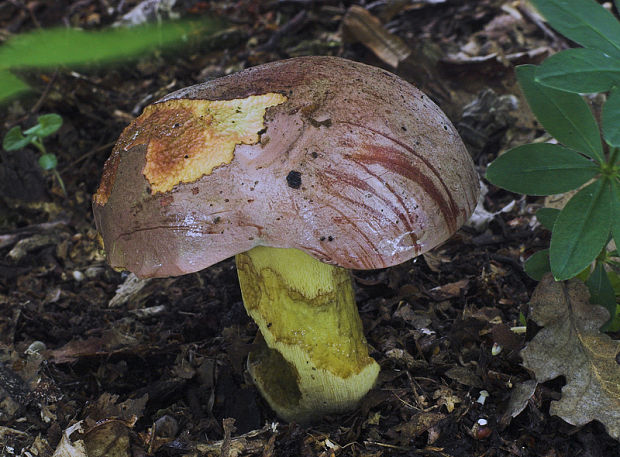 hríb nádherný Butyriboletus fuscoroseus (Smotl.) Vizzini & Gelardi