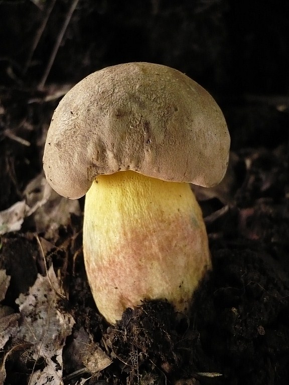 hríb nádherný Butyriboletus fuscoroseus (Smotl.) Vizzini & Gelardi