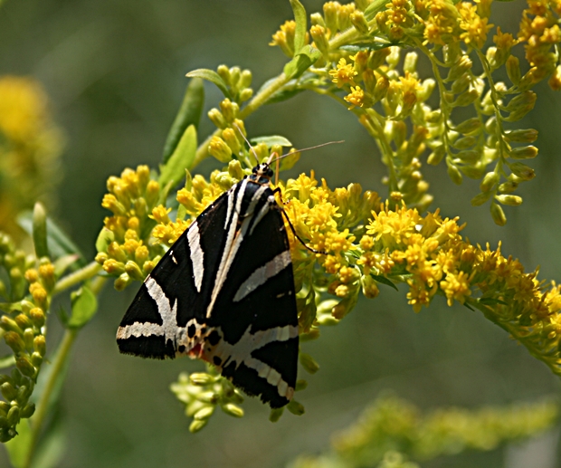 spriadač kostihojový Callimorpha quadripunctaria